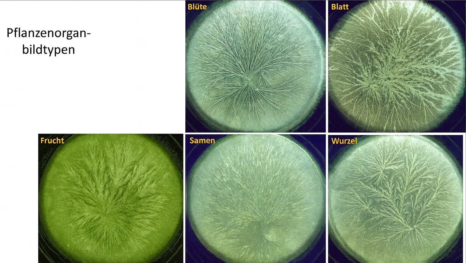 Kupferchlorid-Kristallisationsbilder der Pflanzenorgan-Bildtypen Blüte, Blatt, Frucht, Samen und Wurzel